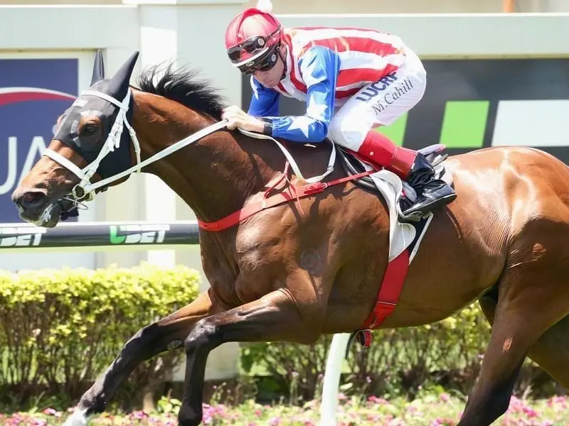 My Giuliano is headed to the Magic Millions Stayers Cup next month after his third win at Doomben. Jockey Michael Cahill rides My Giuliano