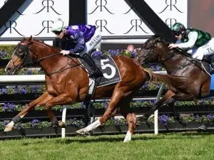 Kelly Schweida can't split his star Magic Millions Guineas 3yo's