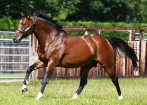 Frankel