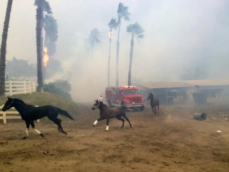 Terrified horses gallop from San Luis Rey Downs as fire sweeps through the horse-training facility. fire