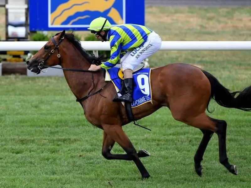 La Pomme de Pin could be the next star for trainer Lloyd Kennewell with the Mgic Millions a goal. pin