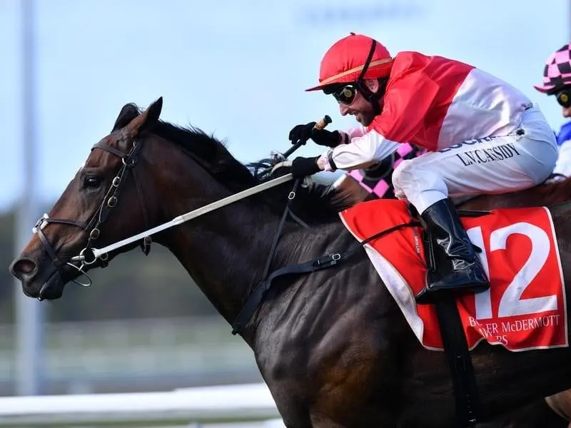 The Steve Tregea-trained Bergerac is continuing a winning family association. bergerac