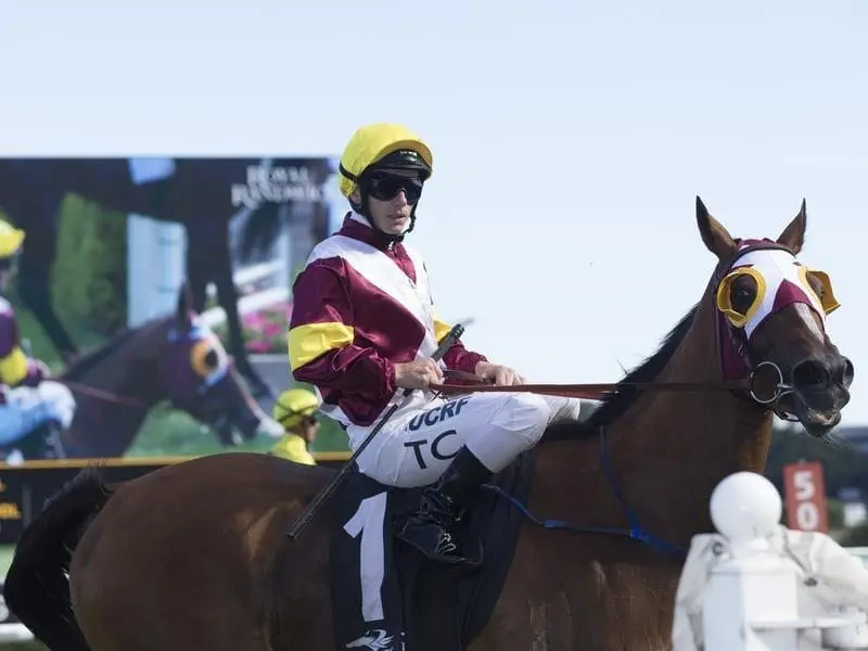 Faraway Town after winning at Randwick.