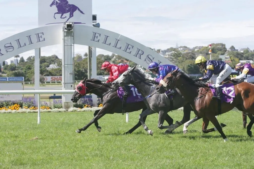 El Soldado at Ellerslie