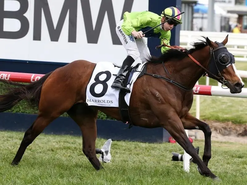 Snitty Kitty ready for the Oakleigh Plate.