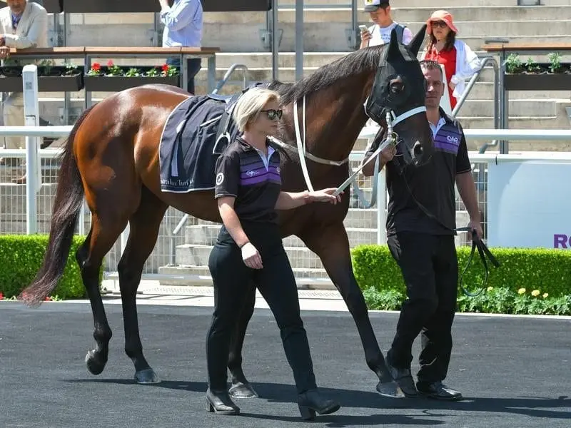 Winx at Randwick.