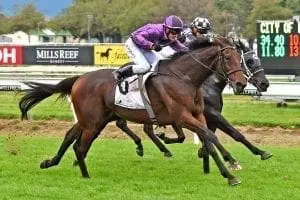Sampson in flight at Manawatu