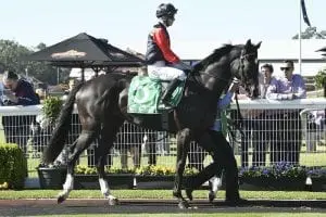 Awesome Pluck Shelley Beach Road in Country Champs Final