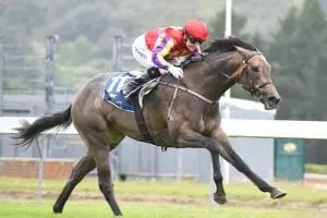BELLE DU NORD Group 1 runner-up arrives safely in Australia ahead of SA campaign