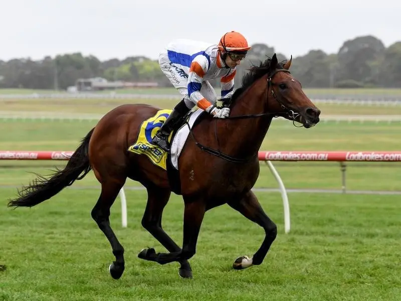 Three-year-old Vinland will face Winx in the Chipping Norton Stakes ahead of the Randwick Guineas. Vinland