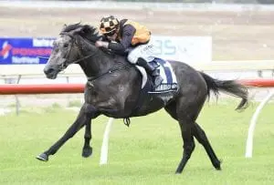 DANZDANZDANCE Vinery Stud Stakes ideal Oaks tune up for Danzdanzdance