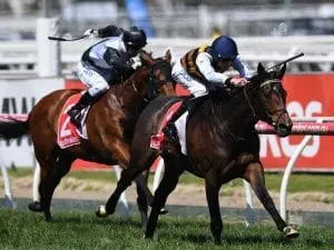 Mornington Cup option for Lord Fandango Mornington Cup option for Lord Fandango