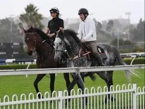 Japanese stayer arrives for Sydney Cup bid Japanese stayer arrives for Sydney Cup bid
