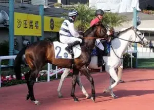 Harmony Hero Harmony Hero striving for first Hong Kong victory