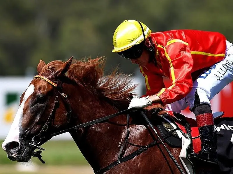 Three-year-old Te Amo has confirmed the worth of her rich pedigree with a runaway win at Ipswich. Te Amo wins at Ipswich