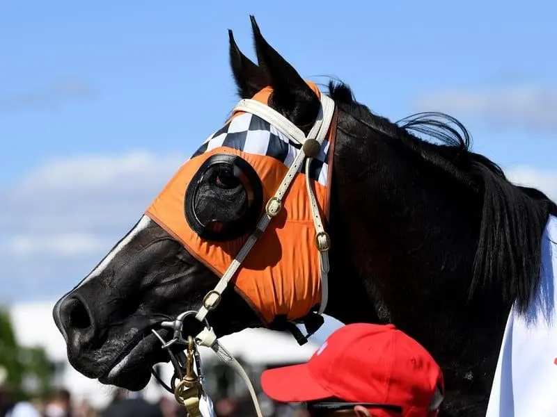 Ace High after winning the Victoria Derby.