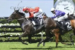 Seabrook Win Seabrook wins the Group 1 Champagne Stakes