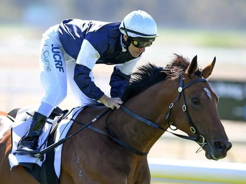 Luke Currie rides Harrison to win the first race at Bendigo