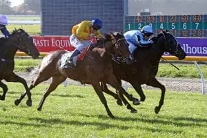 Courte Zarindi Apprentices toast of stable