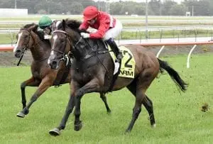 Fortius Brave Fortius a top Tauranga chance