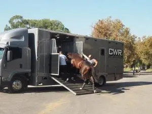 Winx to enjoy well-earned rest Winx to enjoy well-earned rest