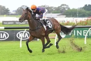 Stakes challenge on cards for Roman Son
