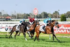 Snogging Snogging gets back on board at Caulfield