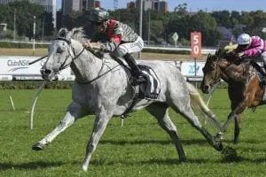 White Moss White Moss closes in on Tatt's Tiara goal