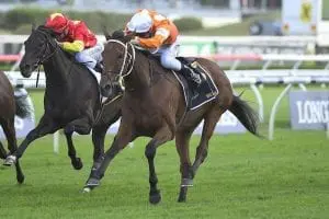 Who Shot Thebarman Another Melbourne Cup crack the plan for Who Shot Thebarman