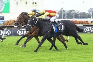 Almighty Crown Almighty Crown bound for Queensland Derby