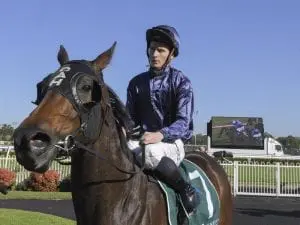Future miler Pedicel makes winning debut Future miler Pedicel makes winning debut