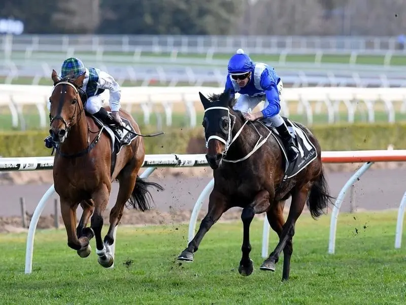 Veteran Red Excitement (left) will attempt another stakes win in the Lord Mayor's Cup at Doomben. Red Excitement
