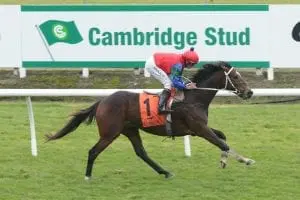 Francis Drake Stayers give stable top Te Rapa chances