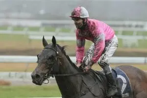Highlad Stayer posts timely Cup success