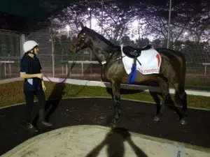 Ocean Emperor Hennessy seeking more international glory