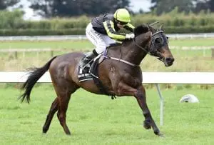 Perfect Harmonee Sprinter chasing perfect return