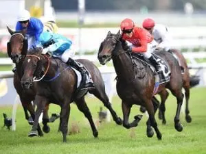 Moss Trip poised for Brisbane trip Moss Trip poised for Brisbane trip