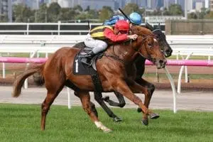 Vassilator Top sire Zacinto moves north