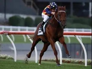 Gallop to decide Flemington run for Nature Gallop to decide Flemington run for Nature