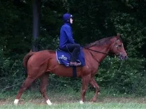 Faultless Royal Ascot lead-up for Warrior Faultless Royal Ascot lead-up for Warrior
