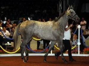 Lot 9 Shamardal gelding tops Hong Kong International Sale (June)