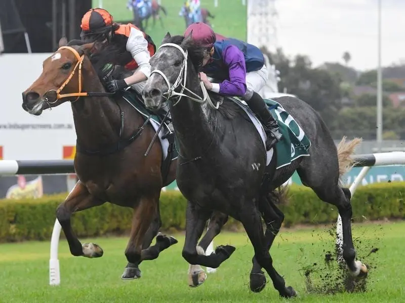 My Blue Jeans has held of a late burst by Gronky to win a Highway Handicap at Rosehill. James McDonald rides My Blue Jeans to win race 2 at Rosehill
