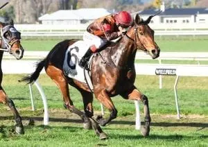 Sellwood Plucky mare comes up roses at Awapuni