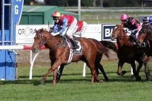 Te Toro Pearl Improvement continues for exciting Te Toro