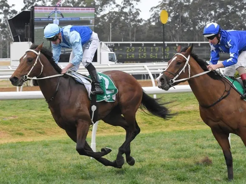 Tarka will bid to further strengthen his Derby claims via the Gloaming Stakes at Rosehill. tarka