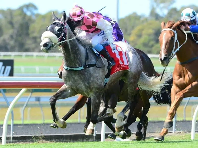 Gilded Lion wins at the Sunshine Coast.