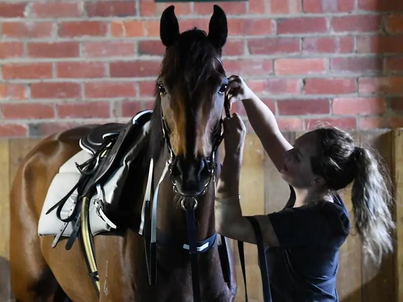 Youngstar at Caulfield trackwork.