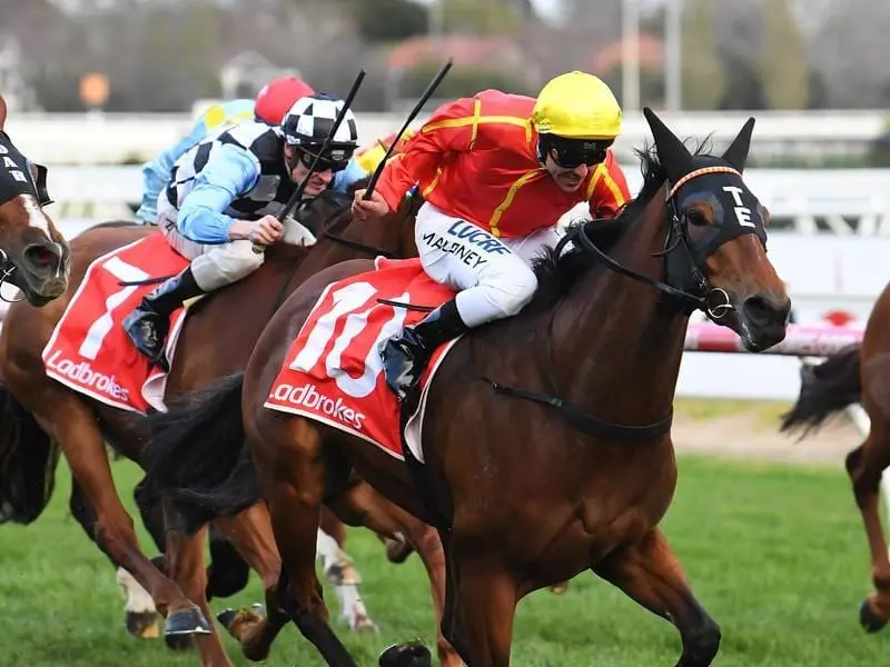 Queensland mare Winter Bride has swept to her second win during the Melbourne spring carnival. Winter Bride.