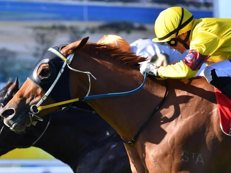 Last-start winner Volkoff.