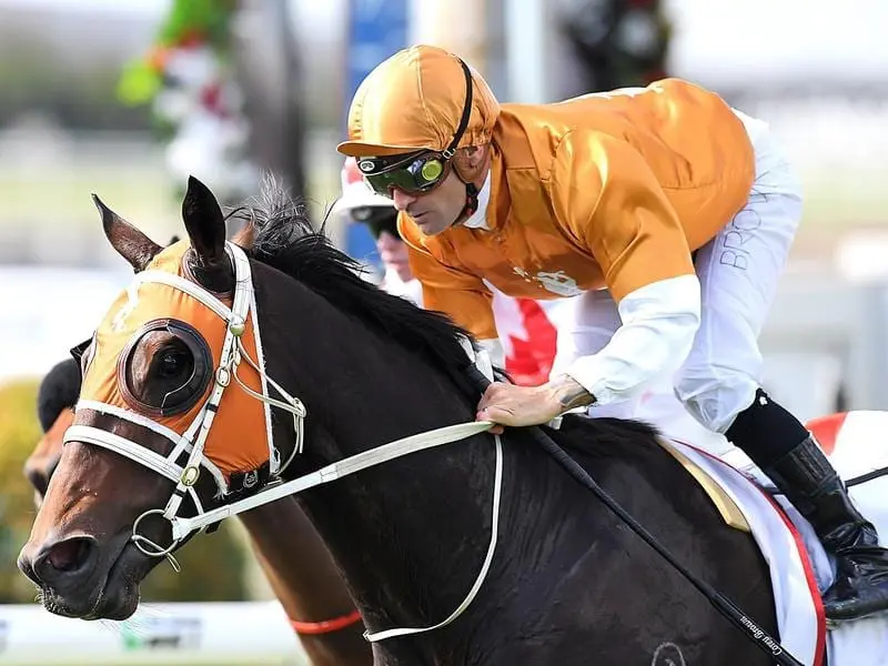 Co-trainer Trent Busuttin will delay a decision whether Rising Red runs in the Bart Cummings. rising red